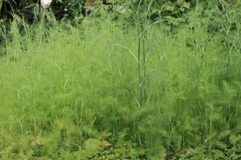 Fennel (Foeniculum vulgare), spice and medicinal plant, North Rhine-Westphalia, Germany, Europe