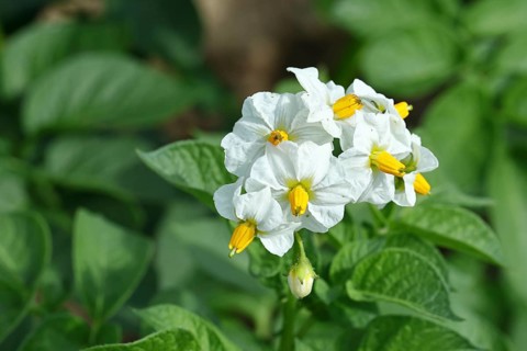 Close-up of a flowering potato plant (Solanum tuberosum), potato blossom, Wilnsdorf, North