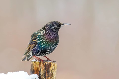 Starling, Common starling (Sturnus vulgaris) standing on a fence post in winter, Wildlife, Winter,