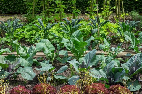 Garden with various vegetable plants, including kale and lettuce, arranged in rows, with lush green