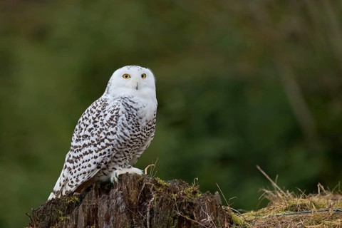 Snowy owl (Bubo scandiacus) captive, Czech Republic, Europe