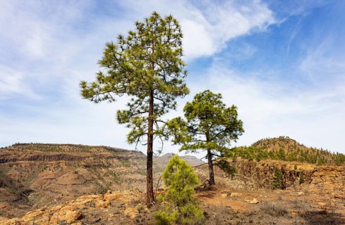 Pine tree in the Palmitos mountains, Gran Canaria, Canary Islands, Spain, Europe
