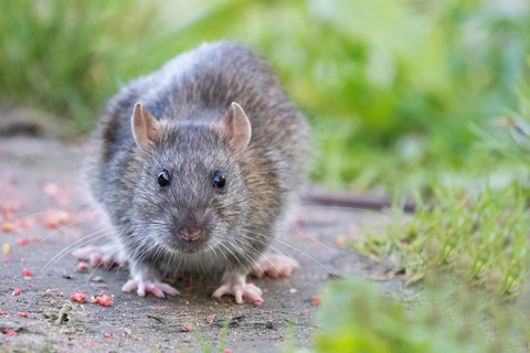 A young Norway rat (Rattus norvegicus) sits on a path in the countryside and looks curiously ahead,
