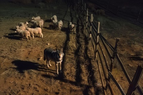 Aerial view, Top down view, A wolf stands at a pasture fence at night and observes a grazing flock