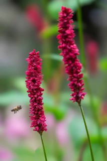 Candle knotweed (Persicaria amplexicaulis), North Rhine-Westphalia, Germany, Europe