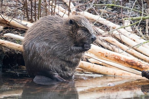 A beaver (Castor fibre) sits by the water surrounded by gnawed branches in a humid environment,