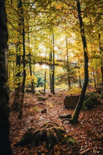 Autumn forest with treetop path and sunlight, Sommerberg, Bad Wildbad, Black Forest, Germany,