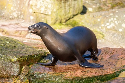 California sea lion (Zalophus californianus), at the shore of the sea, captive, Germany, Europe