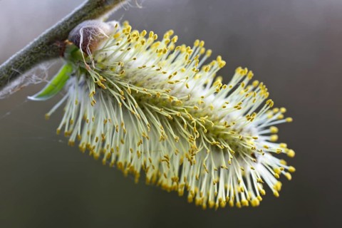 Close-up of the inflorescence of the willow bush, willow catkins, Flusslandschaft Peenetal nature