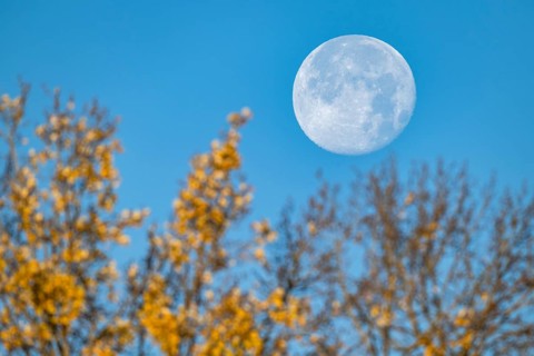 Full moon over autumnal tree, Stuttgart, Rosensteinpark, Baden-Württemberg, Germany, Europe