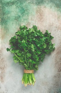 A bouquet of fresh coriander, a bunch of coriander on the table, top view