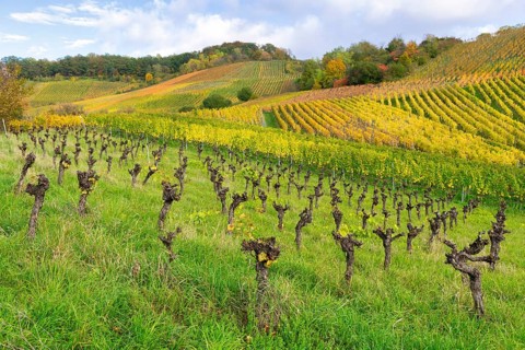 Vineyards with gnarled vines on a hill, surrounded by green grasses in autumnal colours, The vines
