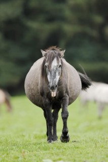 Dülmener Wildpferd, pregnant mare, Merfelder Bruch, Dülmen, North Rhine-Westphalia, Germany, Europe