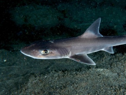 Close-up of a Common smooth-hound shark (Mustelus mustelus) swimming calmly above the seabed at