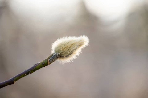 Flowering Goat willow (Salix caprea) with male flowers, willow catkins, Bavaria, Germany, Europe