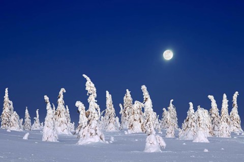 Tykky forest, snow covered spruce trees on the taiga at full moon in winter, Riisitunturi National