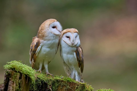 Pair of barn owls (Tyto alba) Bavaria, Germany, Europe