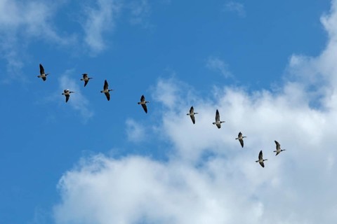 White-fronted geese, Barnacle geese (Branta leucopsis) Flock over the Elbe near Glückstadt,