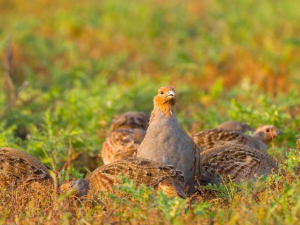 Gray partridges (Perdix perdix), family group (chain) on a fallow land, Solms, Hesse, Germany,