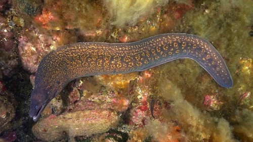 Mediterranean moray (Muraena helena), dive site marine reserve Cap de Creus, Rosas, Costa Brava,