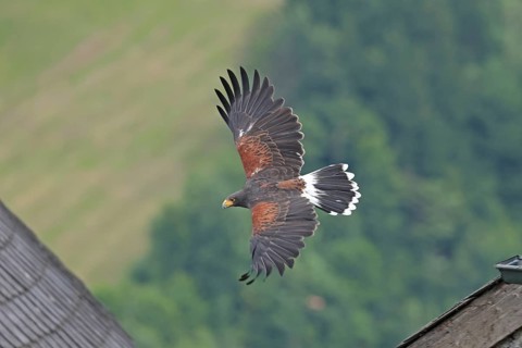 Harris's hawk (Parabuteo unicinctus), Hohenwerfen Castle, Salzburger Land, Austria, falconer,