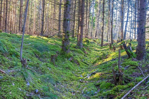 Old hollow way in a spruce forest with green moss on the ground a sunny spring day, Sweden, Europe