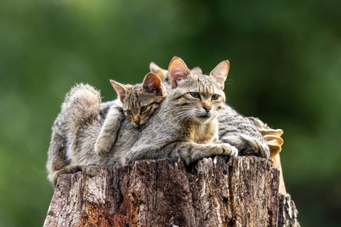 A protective cat with cuddling kittens on a tree trunk in the forest, wildcat (Felis silvestris),