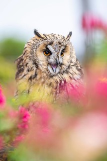 Long-eared owl (Asio otus), or lesser horned owl, sitting in middle of blossoming flowers, captive,