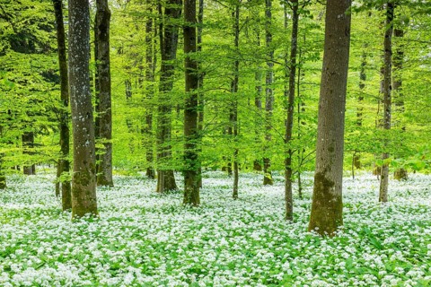 Wild garlic in flower (Allium ursinum), allium family (Allium), beech forest, Weiterdingen, Hegau,