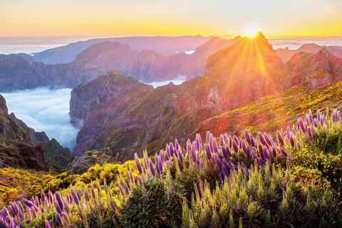 View from Pico do Arieiro of mountains over clouds with Pride of Madeira flowers and blooming