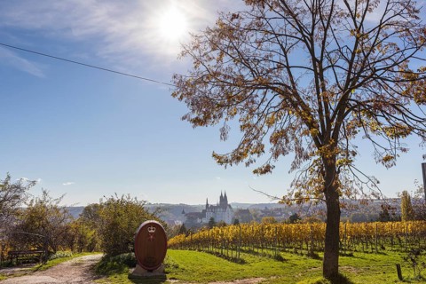 Viewpoint over the Proschwitz vineyards to Albrechtsburg Castle and Meissen Cathedral, Saxony,