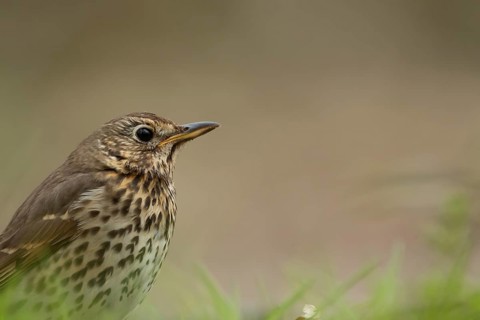 Song thrush (Turdus philomelos) adult bird head portrait, England, United Kingdom, Europe