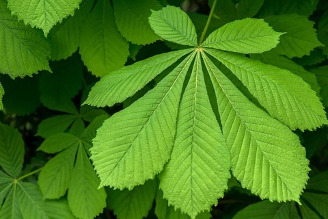 Spring leaf of a horse chestnut (Aesculus hippocastanum), Bavaria, Germany, Europe