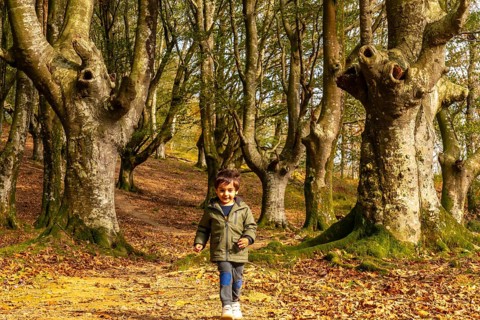 A young boy is walking through a forest with trees that have been cut down. The boy is wearing a