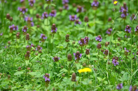 Common selfheal (Prunella), Bavaria, Germany, Europe