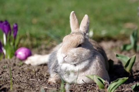 Rabbit (Oryctolagus cuniculus domestica), Easter, lying, crocuses, Easter egg, A rabbit lies