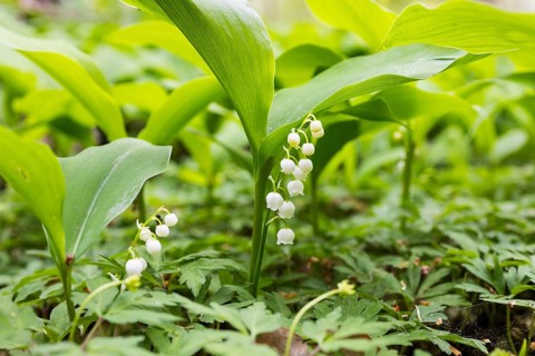 Flowering lily of the valley (Convallaria majalis) in the forest near Moritzburg, Saxony, Germany,