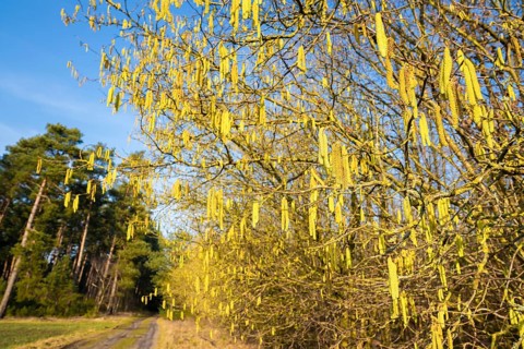 Common hazel (Corylus avellana) also known as hazel bush or hazelnut bush, male, yellow