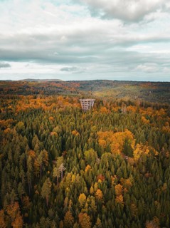 Aerial view of the observation tower treetop walk in the autumn forest, Bad Wildbad, Black Forest,