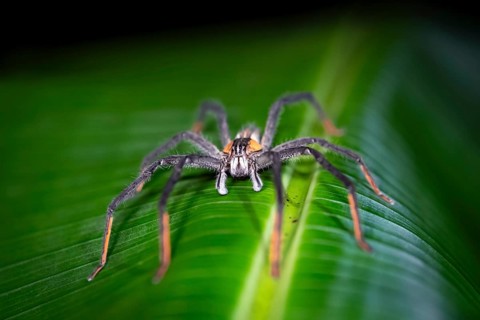 Getazi comb spider or Getazi banana spider (Cupiennius tazi), adult male sitting on a leaf at