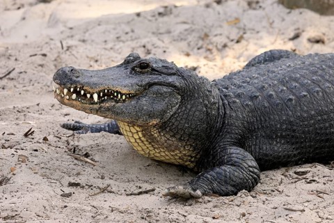Mississippi Alligator (Alligator mississippiensis), pike alligator, adult, friendly, portrait,