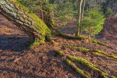 View of the roots of a birch (Betula) and a small fir tree (Abies) apparently growing on a tree