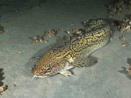 Tiger fish, burbot (Lota lota), resting on sandy bottom, dive site Steilwand, Wallhausen, Lake