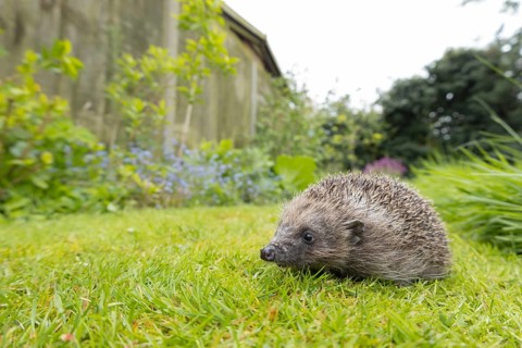 European hedgehog (Erinaceus europaeus) adult animal on a garden grass lawn in the spring, England,