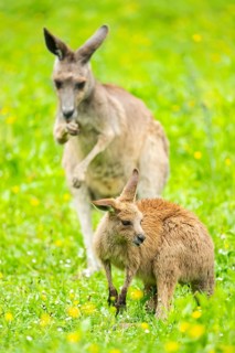 Eastern grey kangaroo (Macropus giganteus) on a meadow, Bavaria, Germany, Europe