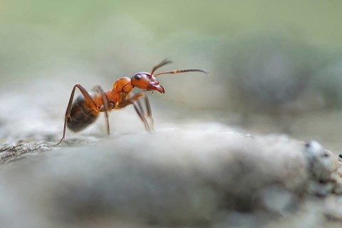 Wood ant (Formica) walking to the right on a blurred rock, antennae pointing forwards, macro,