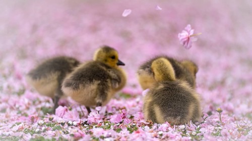 Canada goose chicks (Branta canadensis) four running through a meadow covered with pink cherry