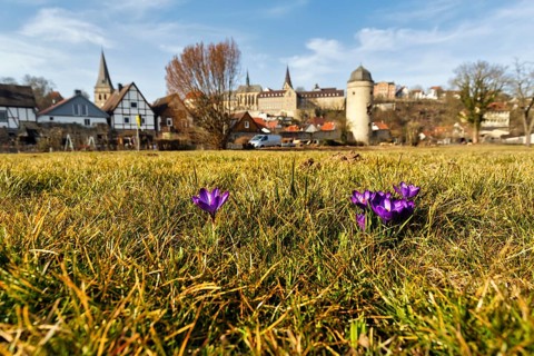 Crocuses in a meadow, town panorama, old town, Hanseatic town of Warburg, Warburger Börde, Upper