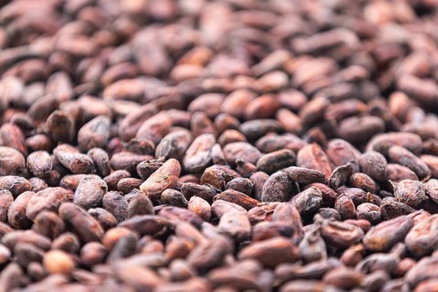 Cocoa beans drying, cocoa (Theobroma cacao), Costa Rica, Central America