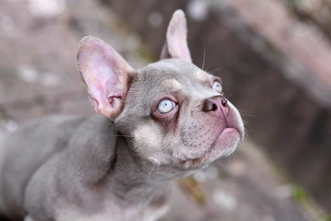 New Shade Isabella French Bulldog dog with very light blue eyes